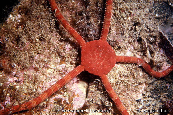Представитель Семейства Amphilepididae